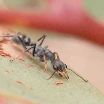 Myrmecia sp., pilosula-group (Jack jumper) at Black Mountain NR (BMS) - 11 Mar 2024 by ConBoekel