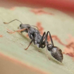 Myrmecia sp., pilosula-group at Black Mountain NR (BMS) - 11 Mar 2024