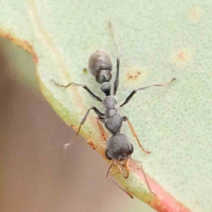 Myrmecia sp., pilosula-group at Black Mountain NR (BMS) - 11 Mar 2024