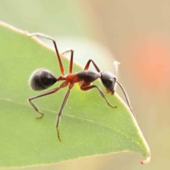Camponotus intrepidus (Flumed Sugar Ant) at ANBG South Annex - 11 Mar 2024 by ConBoekel