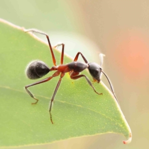 Camponotus intrepidus at ANBG South Annex - 11 Mar 2024