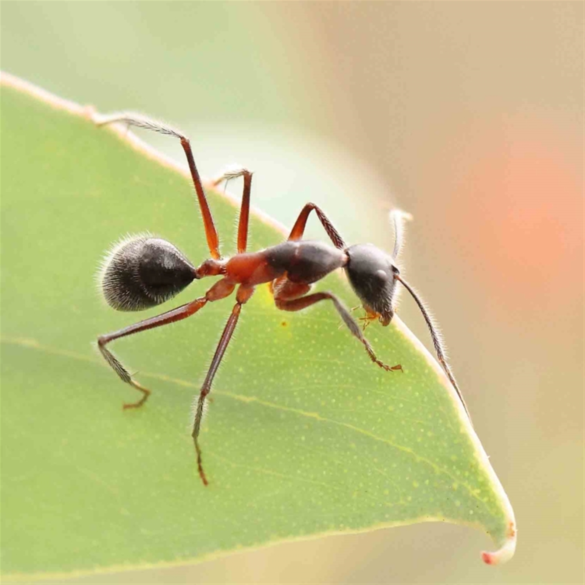 Camponotus intrepidus at ANBG South Annex - Canberra & Southern Tablelands