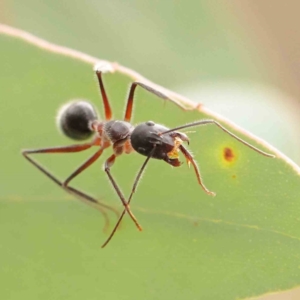Camponotus intrepidus at ANBG South Annex - 11 Mar 2024