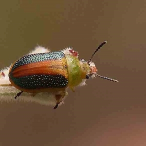 Calomela parilis at Black Mountain NR (BMS) - 11 Mar 2024