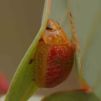 Paropsisterna fastidiosa (Eucalyptus leaf beetle) at ANBG South Annex - 11 Mar 2024 by ConBoekel