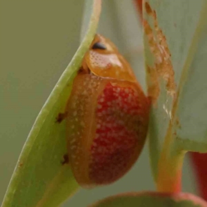 Paropsisterna fastidiosa at ANBG South Annex - 11 Mar 2024