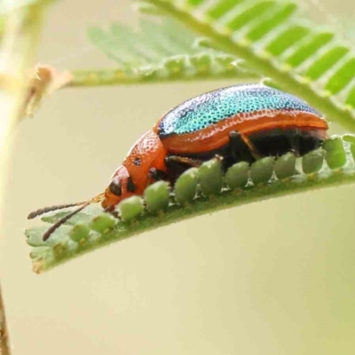 Calomela curtisi (Acacia leaf beetle) at ANBG South Annex - 10 Mar 2024 by ConBoekel