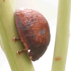 Trachymela rugosa (Brown button beetle) at ANBG South Annex - 10 Mar 2024 by ConBoekel