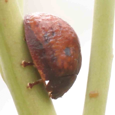 Trachymela rugosa (Brown button beetle) at ANBG South Annex - 10 Mar 2024 by ConBoekel