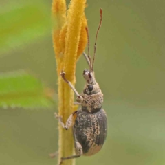 Merimnetes oblongus (Radiata pine shoot weevil) at ANBG South Annex - 11 Mar 2024 by ConBoekel