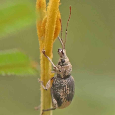 Merimnetes oblongus (Radiata pine shoot weevil) at ANBG South Annex - 10 Mar 2024 by ConBoekel