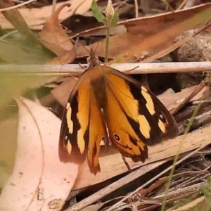 Heteronympha merope at Black Mountain NR (BMS) - 11 Mar 2024