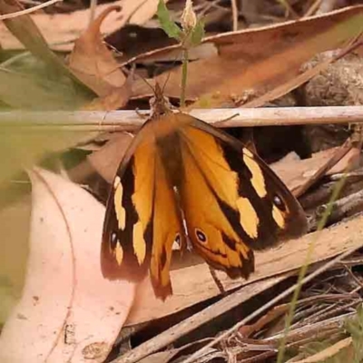Heteronympha merope (Common Brown Butterfly) at Black Mountain NR (BMS) - 10 Mar 2024 by ConBoekel
