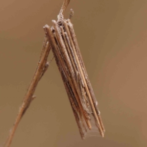 Oecobia frauenfeldi at ANBG South Annex - 11 Mar 2024