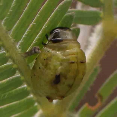 Calomela (genus) (Acacia leaf beetle) at Black Mountain NR (BMS) - 11 Mar 2024 by ConBoekel
