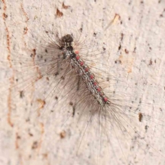 Anestia (genus) (A tiger moth) at ANBG South Annex - 11 Mar 2024 by ConBoekel