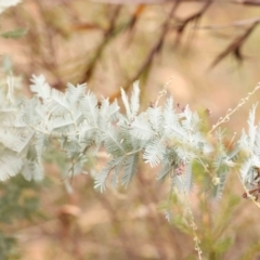 Acacia baileyana (Cootamundra Wattle, Golden Mimosa) at Black Mountain NR (BMS) - 10 Mar 2024 by ConBoekel