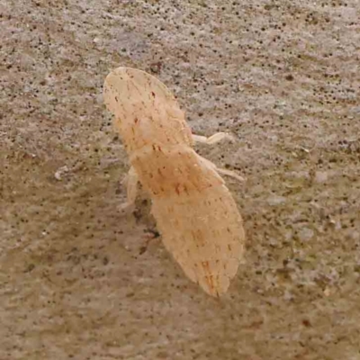 Ledromorpha planirostris (A leafhopper) at Acton, ACT - 10 Mar 2024 by ConBoekel