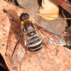 Villa sp. (genus) (Unidentified Villa bee fly) at Black Mountain NR (BMS) - 11 Mar 2024 by ConBoekel