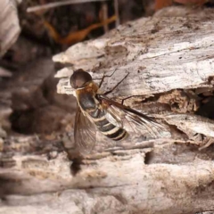 Villa sp. (genus) at Black Mountain NR (BMS) - 11 Mar 2024