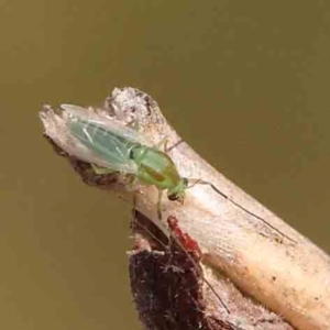 Chironomidae (family) at ANBG South Annex - 11 Mar 2024