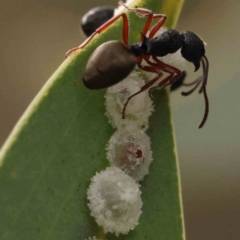 Glycaspis sp. (genus) (Unidentified sugary lerp) - 11 Mar 2024 by ConBoekel