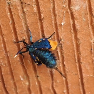 Cebysa leucotelus at Macquarie, ACT - 11 Mar 2024