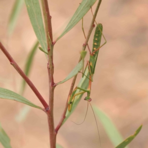 Pseudomantis albofimbriata at ANBG South Annex - 11 Mar 2024