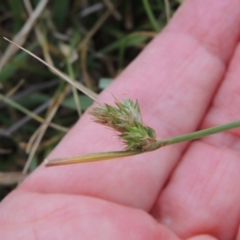Carex inversa (Knob Sedge) at Mulligans Flat - 4 Nov 2023 by michaelb