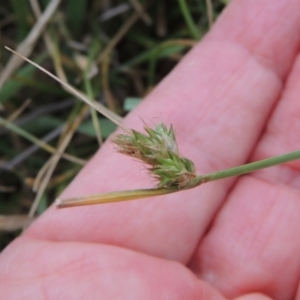 Carex inversa at Mulligans Flat - 4 Nov 2023