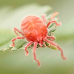 Trombidiidae (family) (Red velvet mite) at ANBG South Annex - 11 Mar 2024 by ConBoekel