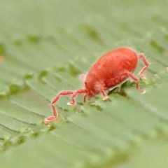 Trombidiidae (family) at ANBG South Annex - 11 Mar 2024