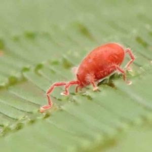 Trombidiidae (family) at ANBG South Annex - 11 Mar 2024