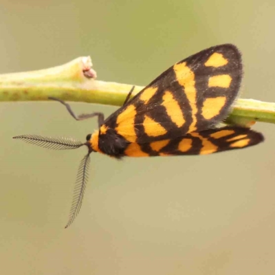 Asura lydia (Lydia Lichen Moth) at ANBG South Annex - 11 Mar 2024 by ConBoekel