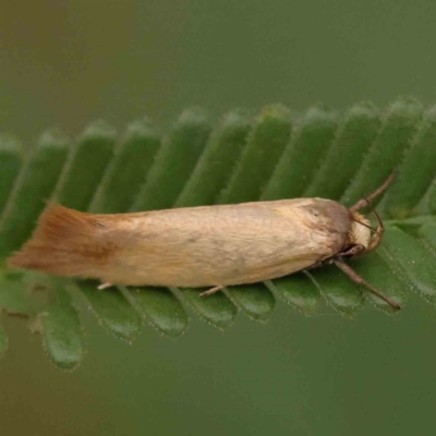 Phauloplana illuta (Wingia Group) at ANBG South Annex - 11 Mar 2024 by ConBoekel