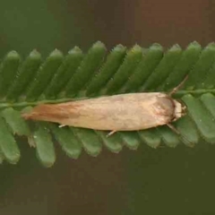 Phauloplana illuta at ANBG South Annex - 11 Mar 2024 08:40 AM