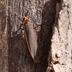 Palaeosia bicosta at ANBG South Annex - 11 Mar 2024