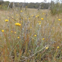 Chrysocephalum apiculatum (Common Everlasting) at Bonner, ACT - 4 Nov 2023 by MichaelBedingfield