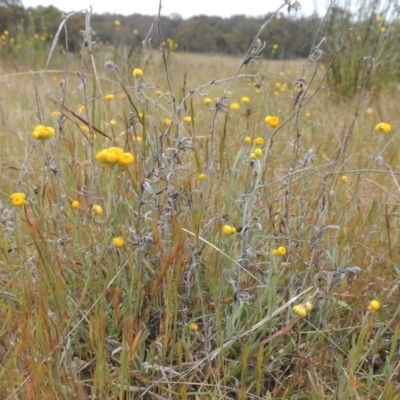 Chrysocephalum apiculatum (Common Everlasting) at Bonner, ACT - 4 Nov 2023 by MichaelBedingfield