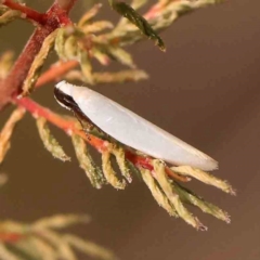 Scieropepla polyxesta (Xyloryctidae) at ANBG South Annex - 11 Mar 2024 by ConBoekel