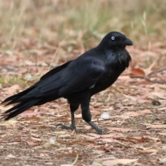 Corvus coronoides (Australian Raven) at Higgins Woodland - 13 Mar 2024 by MichaelWenke