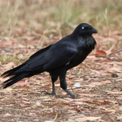 Corvus coronoides (Australian Raven) at Higgins Woodland - 13 Mar 2024 by MichaelWenke