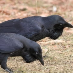 Corvus coronoides at Higgins Woodland - 13 Mar 2024