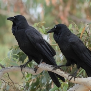 Corvus coronoides at Higgins Woodland - 13 Mar 2024