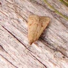 Achyra (genus) (Unidentified Achyra) at Black Mountain NR (BMS) - 11 Mar 2024 by ConBoekel