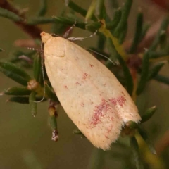 Heteroteucha occidua (A concealer moth) at Acton, ACT - 10 Mar 2024 by ConBoekel