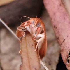 Garrha pudica (Modest Dullmoth) at Acton, ACT - 11 Mar 2024 by ConBoekel