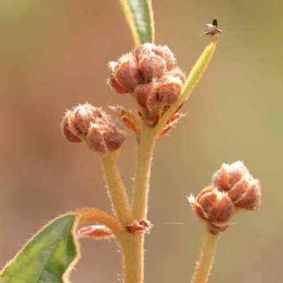 Pomaderris intermedia (Golden Pomaderris) at Acton, ACT - 11 Mar 2024 by ConBoekel