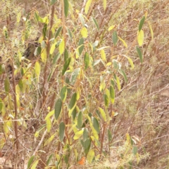 Pomaderris intermedia at ANBG South Annex - 11 Mar 2024 11:32 AM