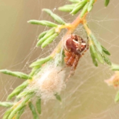 Araneus albotriangulus (White-triangle orb weaver) at ANBG South Annex - 11 Mar 2024 by ConBoekel